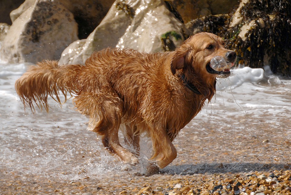  Honey plays with a water bottle on Preston Beach in Weymouth