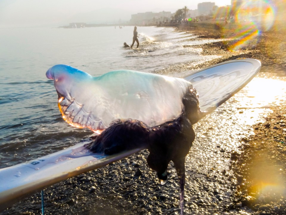  The creature was today spotted off Playa El Cable, where beach club Playa Padre burnt down in February