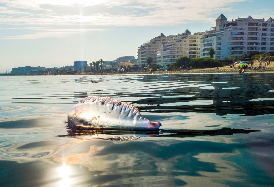  Last week, three beaches were closed temporarily in Benidorm after two jellyfish-like man o' war creatures were spotted in the water