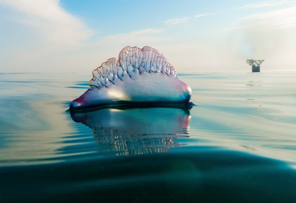  Portuguese Man O’War jellyfish are rarely deadly however are dangerous to children