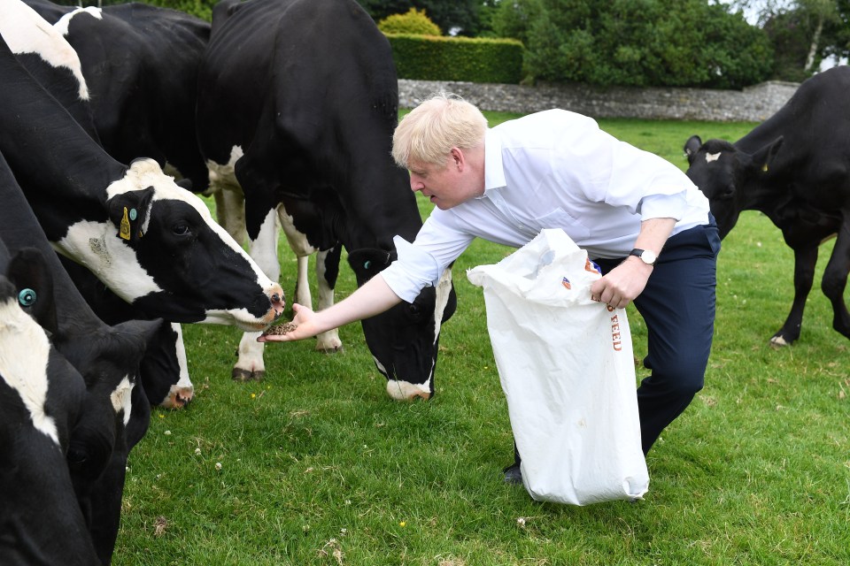 Later Boris visited Ackenthwaite Farm, Milnthorpe, and fed some cows