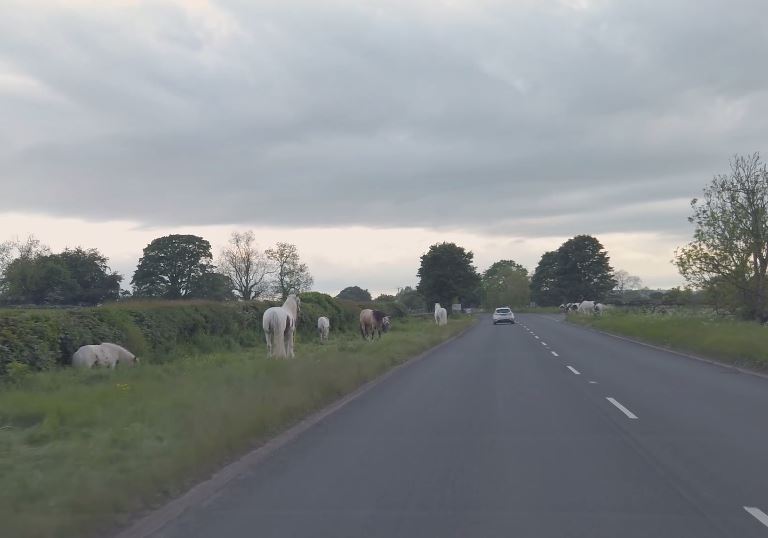  Horses have been left to graze on the grass verge near the main road