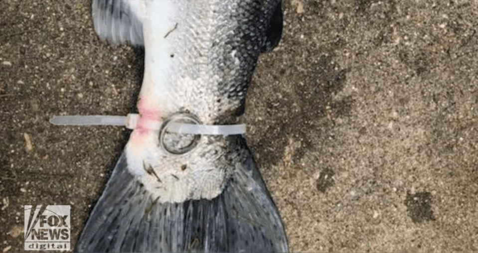  The ring was found tied to a fish caught in a competition