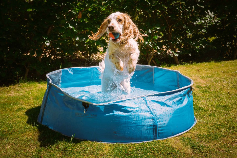  Pets at Home has launched a new range of products designed to keep your pooch cool this summer with paddling pool prices starting from £25