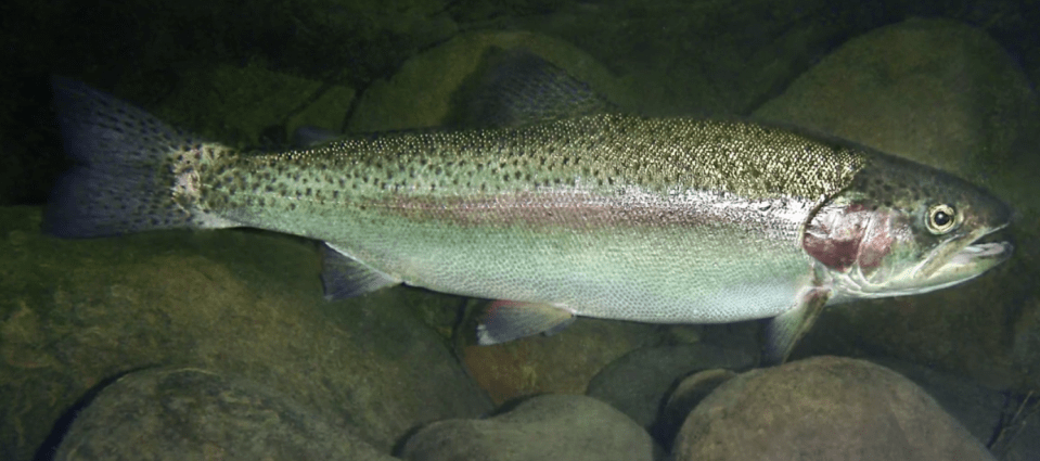  The ring was on the tail of a rainbow trout