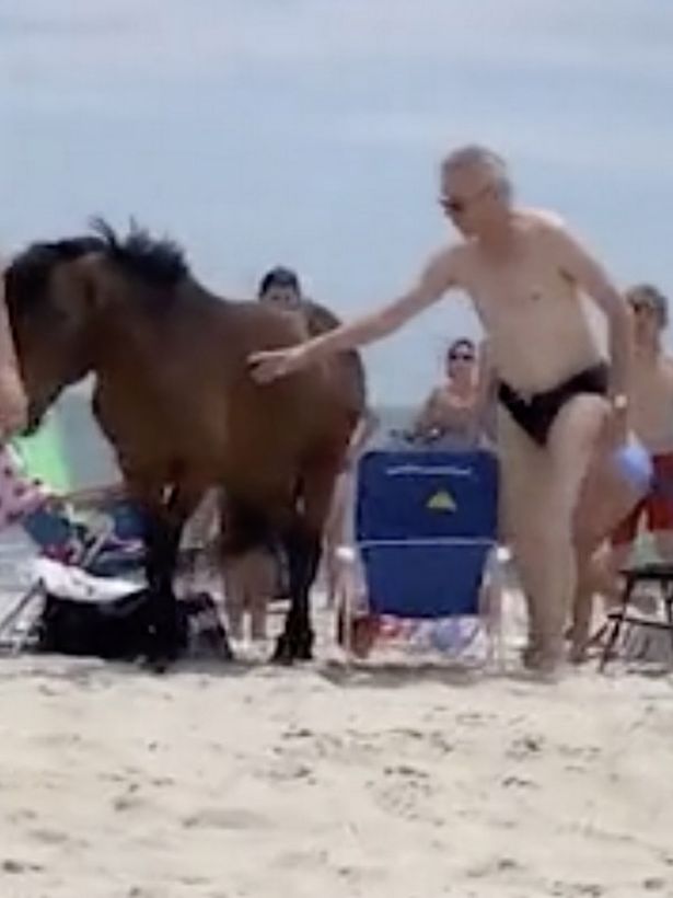 The speedo-clad tourist ignored the warning signs and attempted to pet the horse