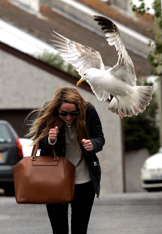  Vicious seagull attacks in urban areas are on the rise