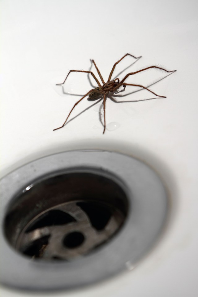 The findings could help to treat those with fear of spiders, known as ­arachnophobia