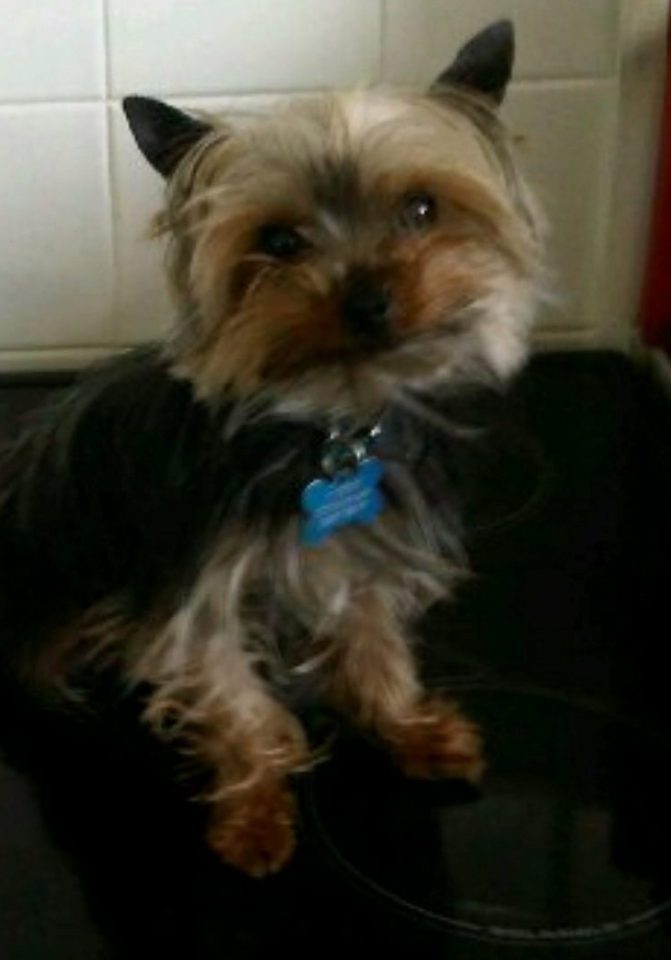  Yorkshire terrier Roo was attacked and killed by gulls in Newquay, Cornwall, in 2015