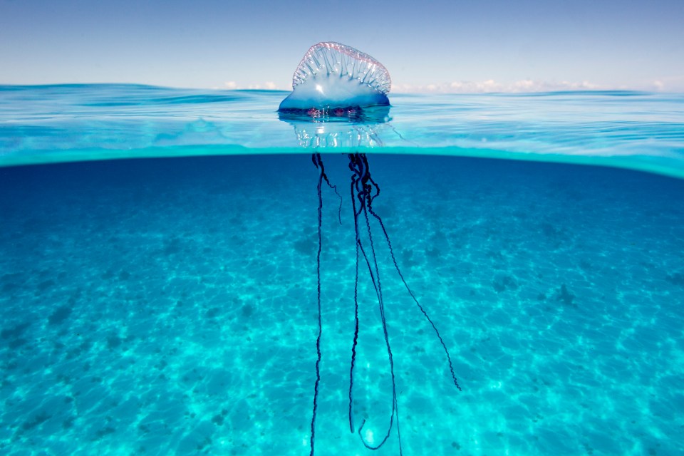 Portuguese man o' war are typically found in warm, tropical and subtropical waters