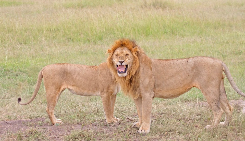 One lion, two bodies?