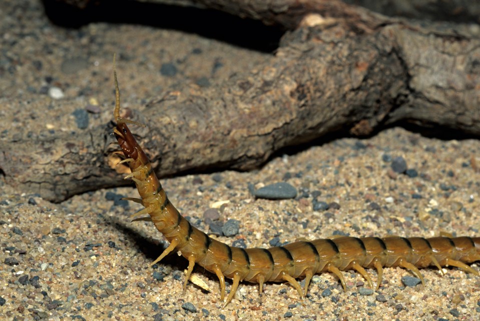  A tiger centipede. The vlogger died after eating a poisonous type of centipede, local media said (file image)