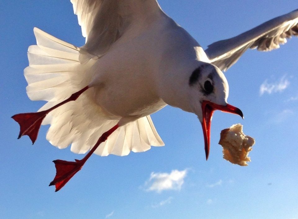  Councils are forking out hundreds of thousands of pounds on the seagull crisis - but nothing is working