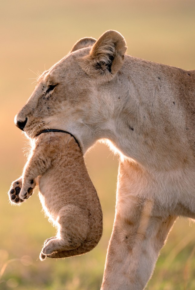  This lioness looks like she's taken a bite out of a cub