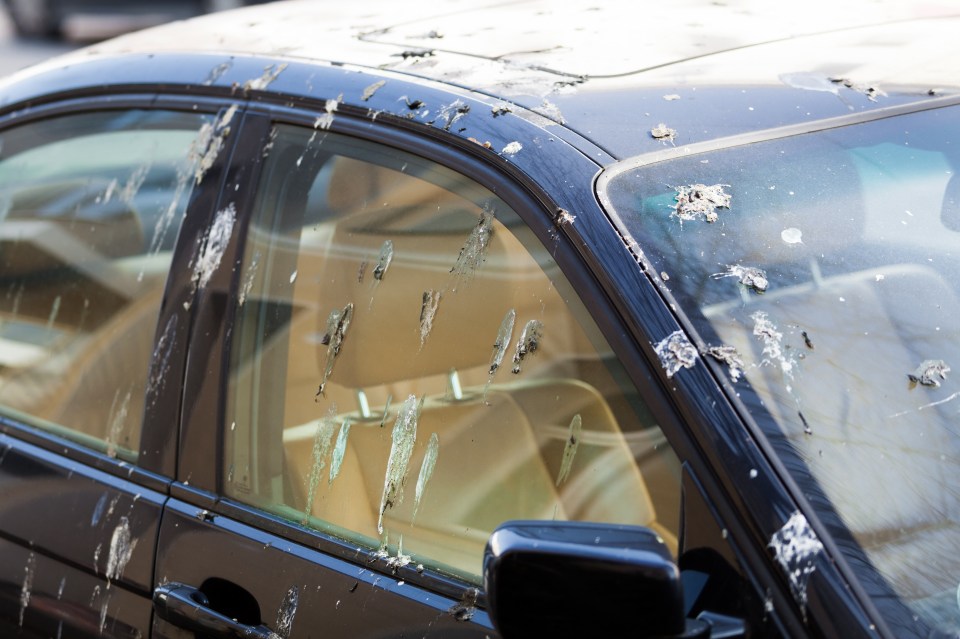  A car covered in seagull waste