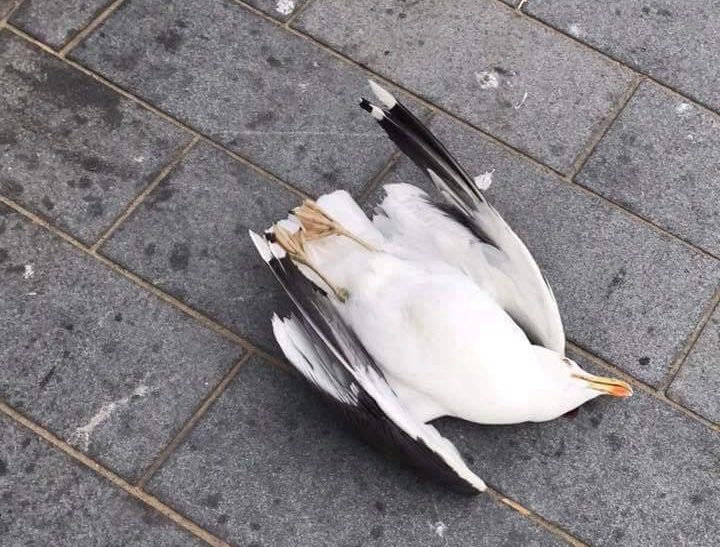  The seagull which was killed by John Llewellyn Jones in a sickening attack