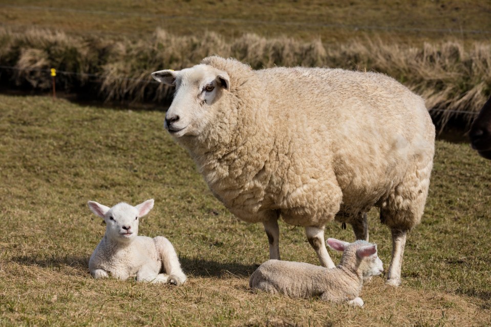  No Deal Brexit would be bad for Britain's sheep, says the NFU president