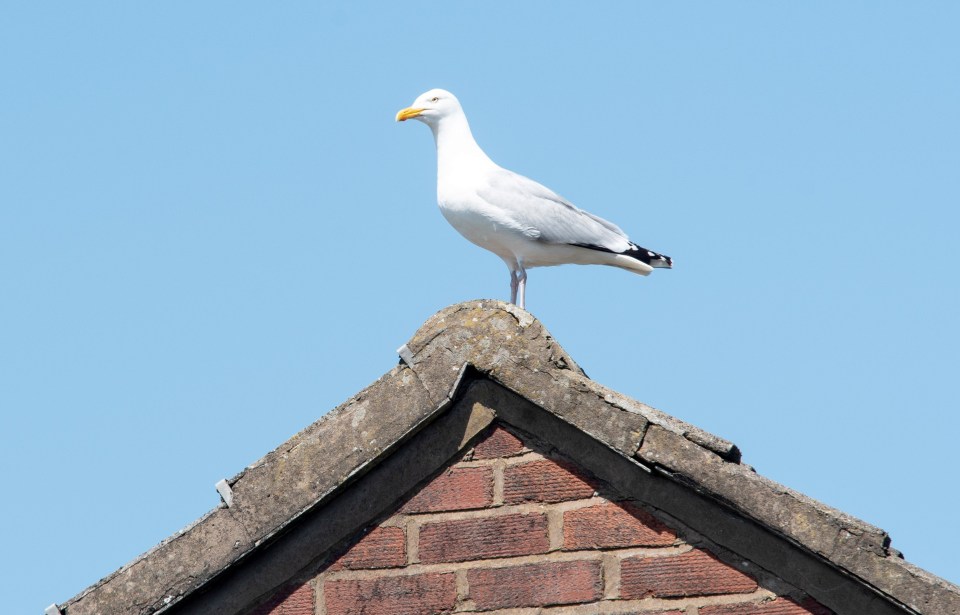  More and more birds are descending on our homes, streets and businesses