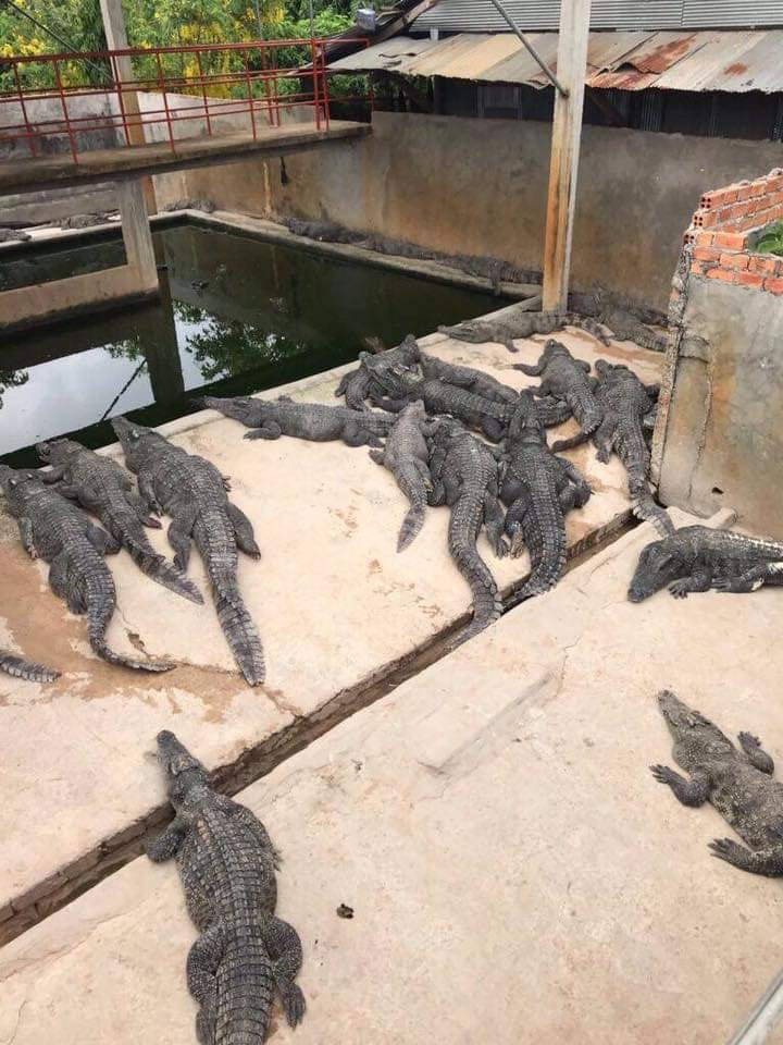  The family have a crocodile farm behind their home in Siem Reap