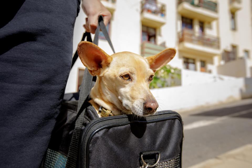 Pets must have pet passports to leave the country