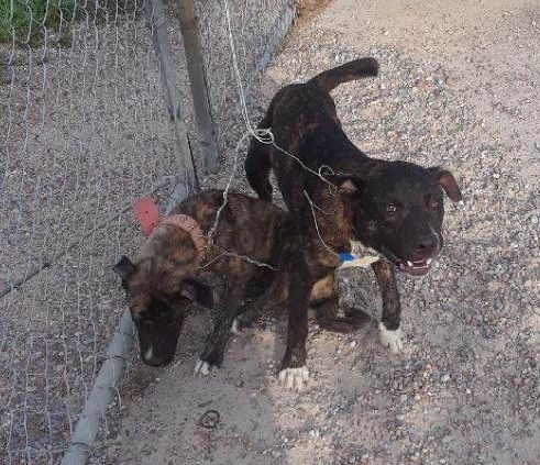 The abandoned puppies were tied to a fence with a wire by thugs