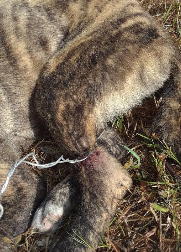 This puppy suffered a deep wound to its leg after the wire cut through it