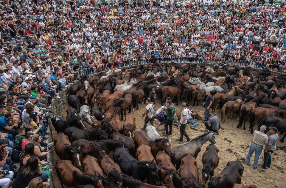  The Rapa Das Bestas festival sees wild horses corralled into arenasa