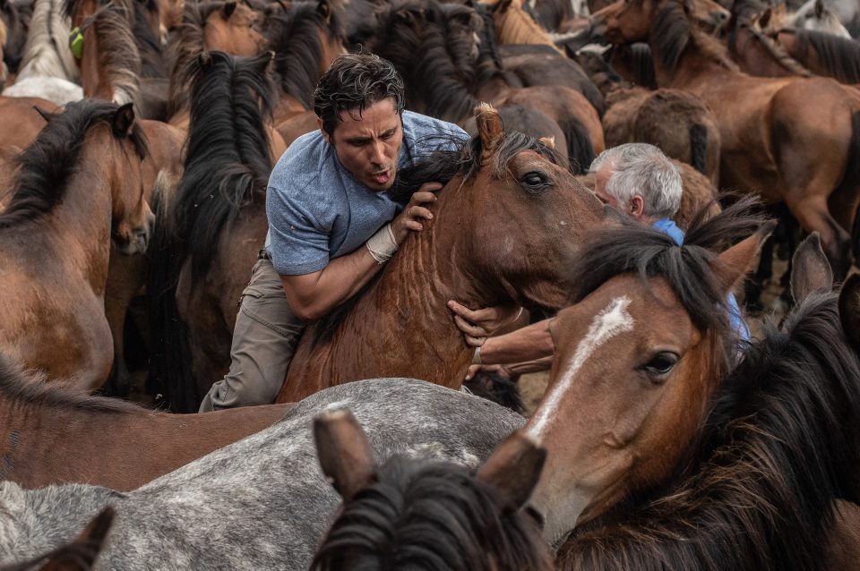  The horses are wrestled to the ground by hand