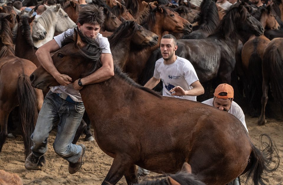  Ricky Gervais has slammed images of a horse festival in Spain where horses are wrestled to the ground