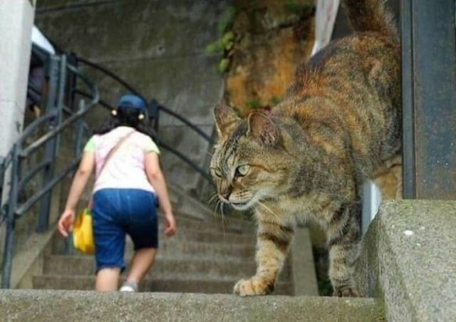 Giant cat, or a confusing perspective shot?