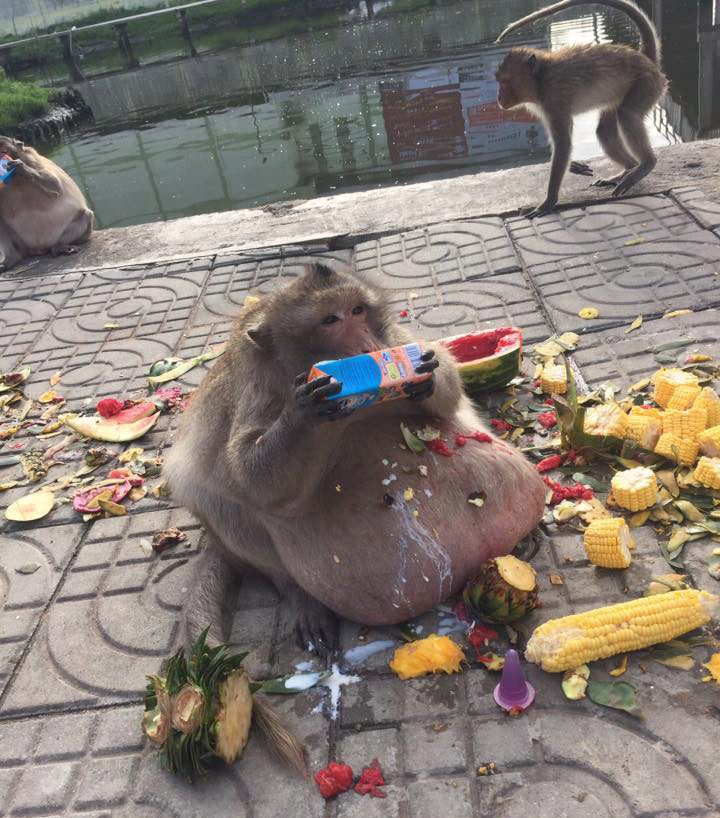 Viral star Uncle Fatty was sent to a fat camp in 2017 but fell off the wagon as he gorged on high calorie snacks from tourists in Bangkok