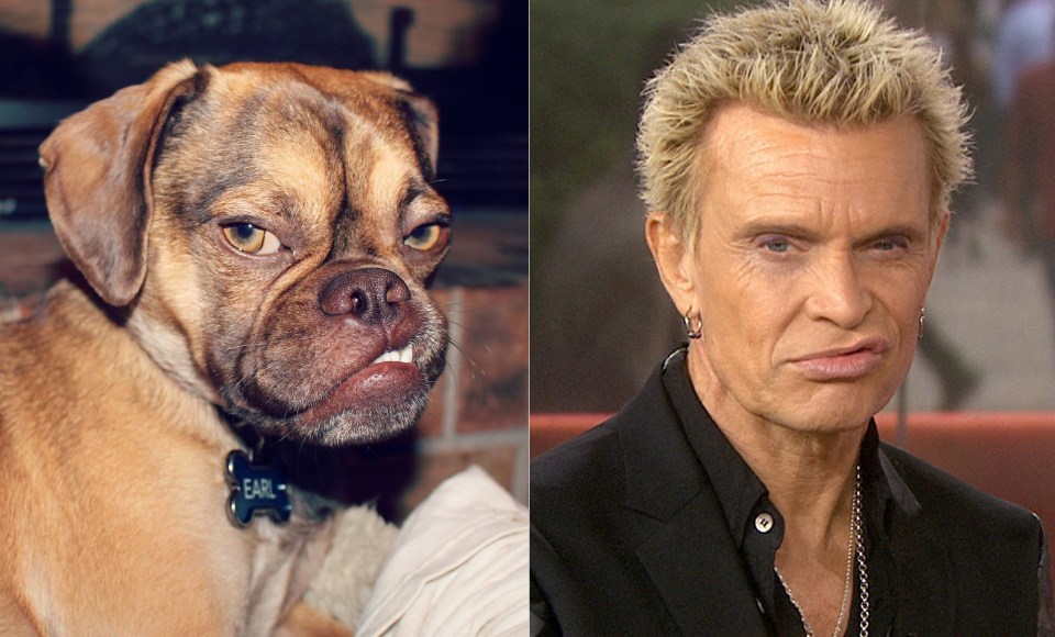  Rebel yelp! Don’t mess with a pup that shares a snarl with Billy Idol