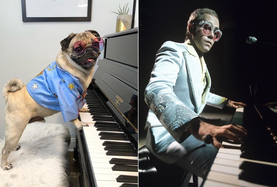  Pug tinkles the ivories and is the fur-st to admit he looks a lot like Sir Elton John