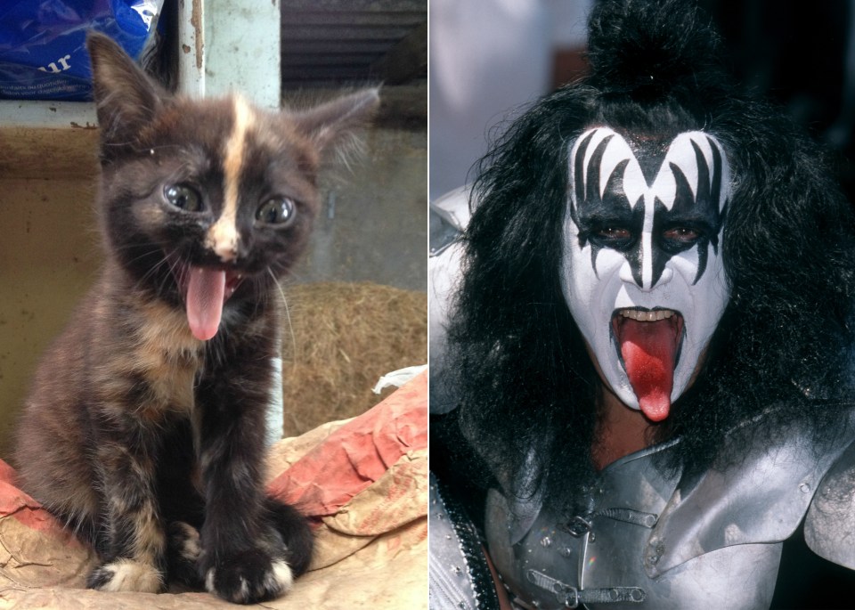  This kitty is ready to rock and roll all nite and has Gene Simmons’ look licked