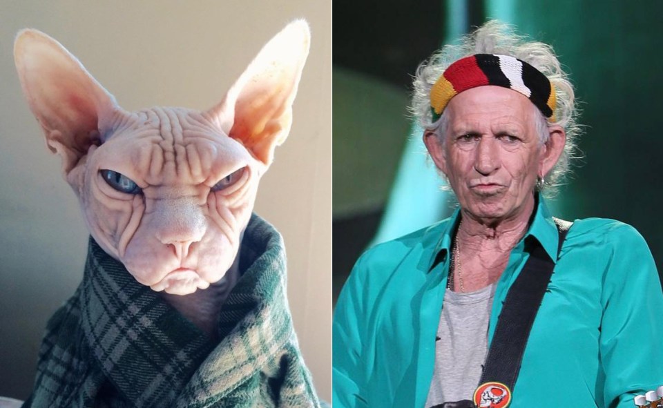  The Stones’ Keith Richards has a feline lookalike – let’s just hope there are no Tumbling Mice