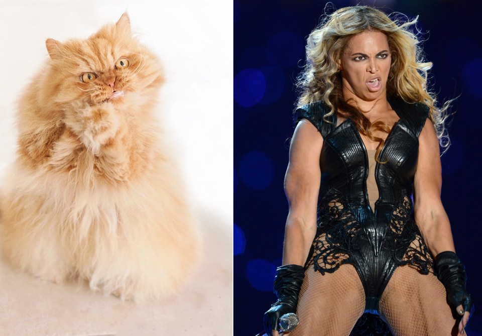  Beyonce’s not the only sassy cat in town . . .  the puss looks Flawless