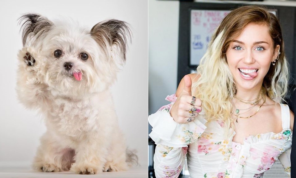  Miley Cyrus has a very fluffy doppleganger and they could both be ready to paw-ty in the U.S.A