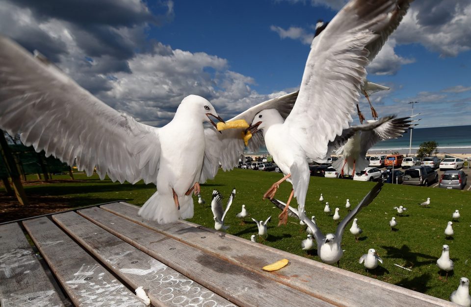  Tens of thousands of aggressive seagulls are taking over towns and cities across Britain