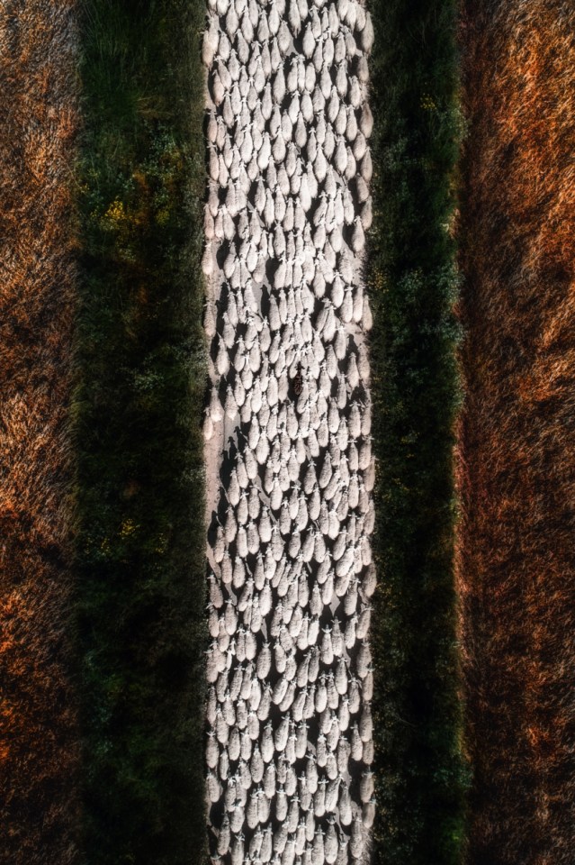  Sheep on a narrow lane in Sardinia