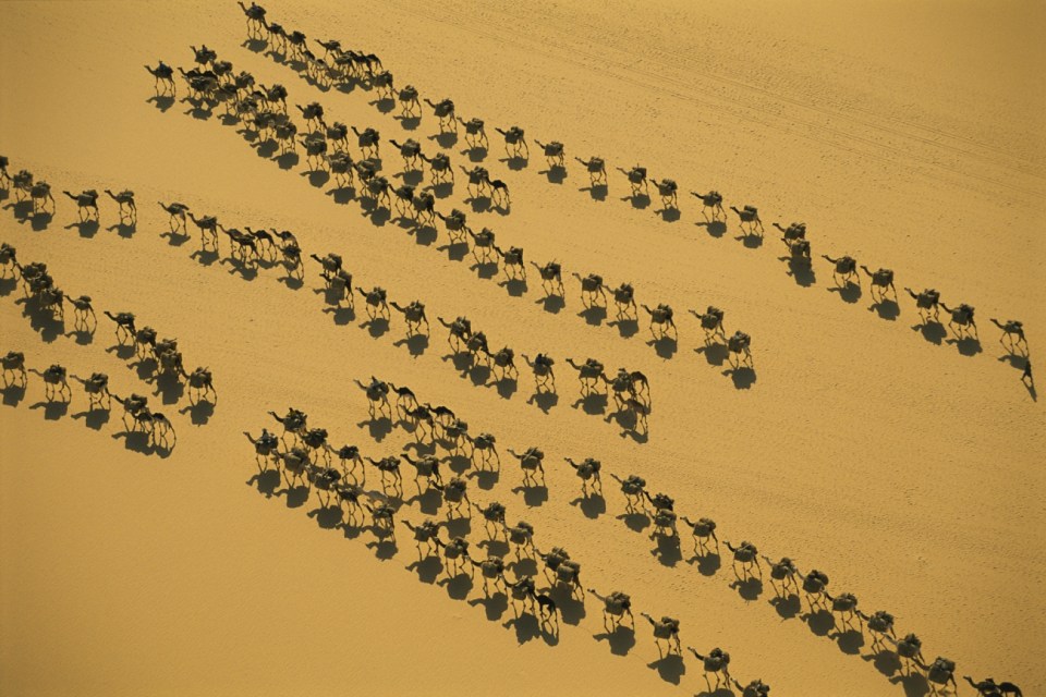  Camels in the desert outside Dubai at sunrise