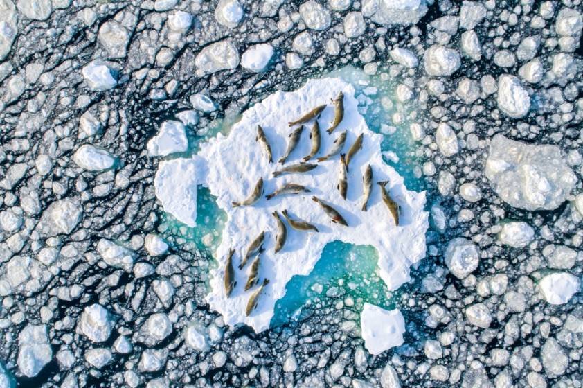  Crabeater Seals, native to Antarctica, lie on free-floating ice