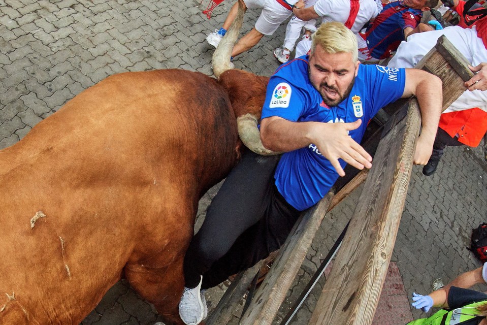  A bull pins a runner against a fence