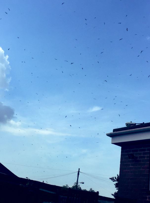  Birds pictured flying in the sky, in a bid to feast on the flying ants