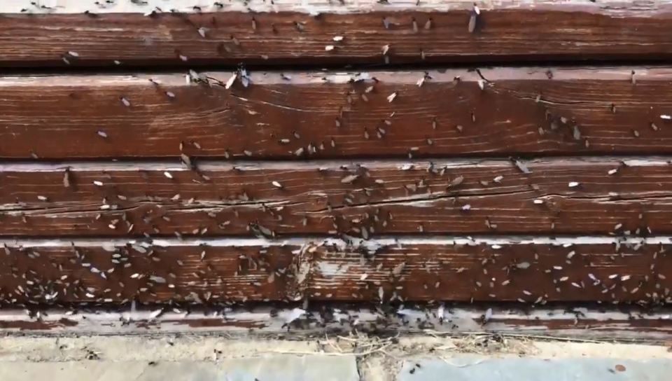 Flying ants look around to find a mate, before landing to start a new colony