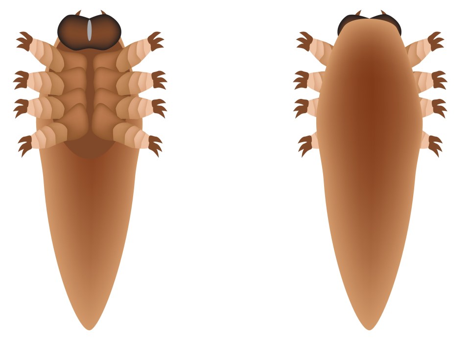 The male mites swim around the skin’s oil and sweat at around 16mm an hour, looking for a female to mate with