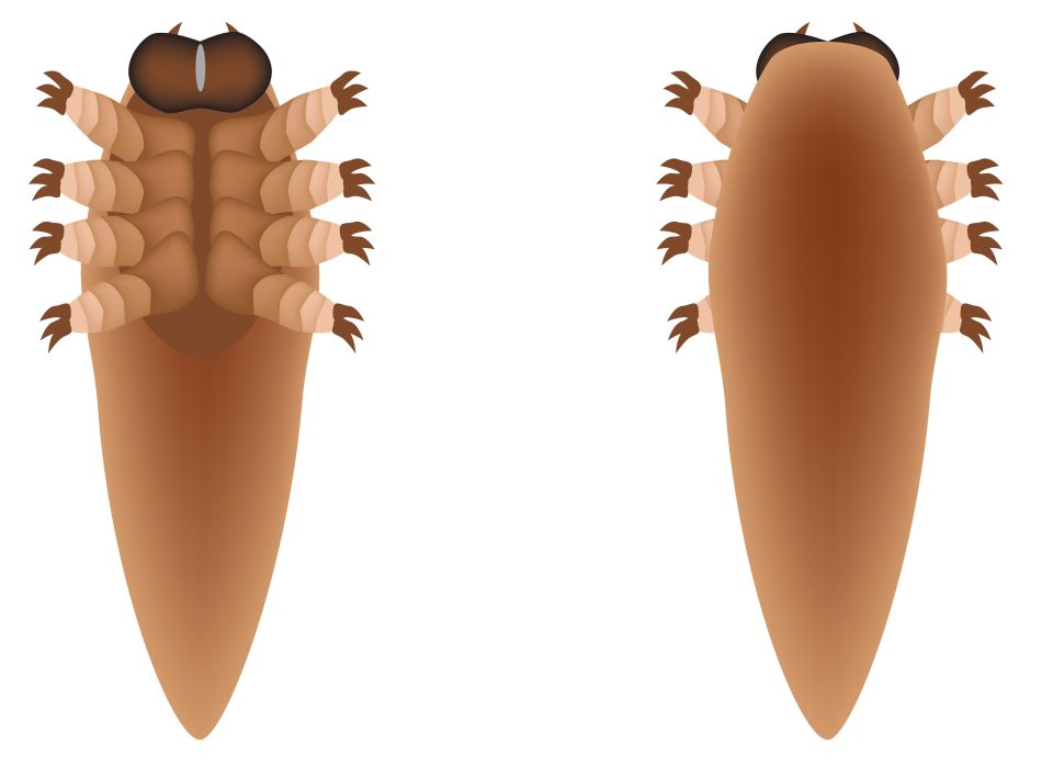  The male mites swim around the skin’s oil and sweat at around 16mm an hour, looking for a female to mate with