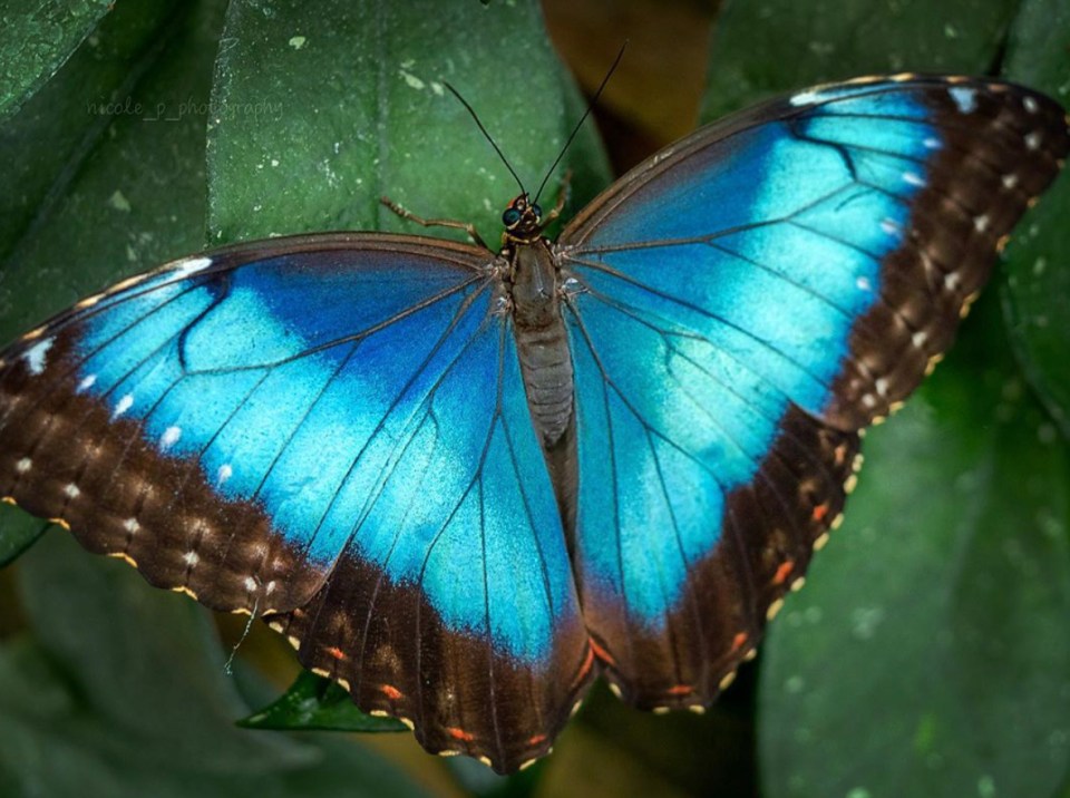 A stunning butterfly close up, captured in Japan