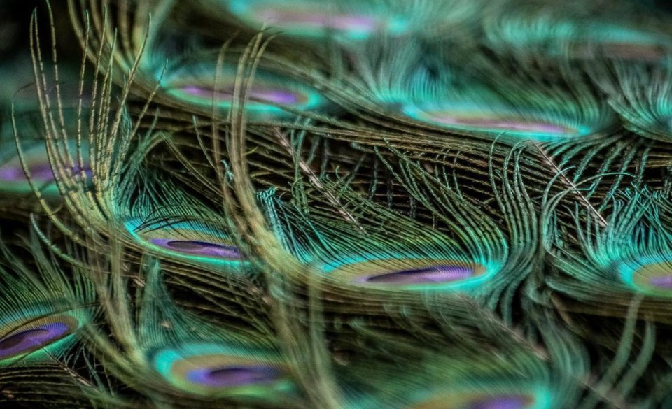 This close up shot simply features the beauty of a peacock’s feathers