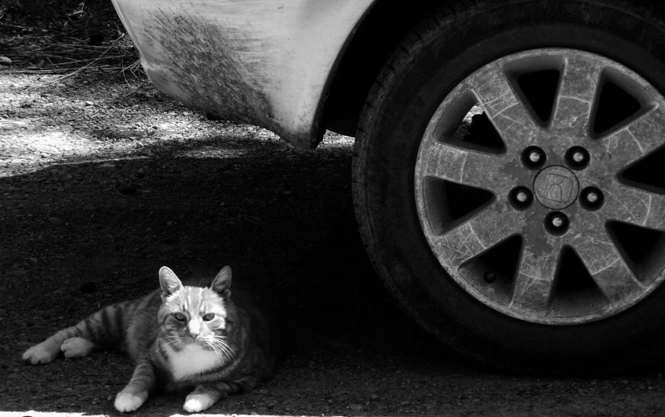 A sleepy cat resting under a truck in Puglia, Italy