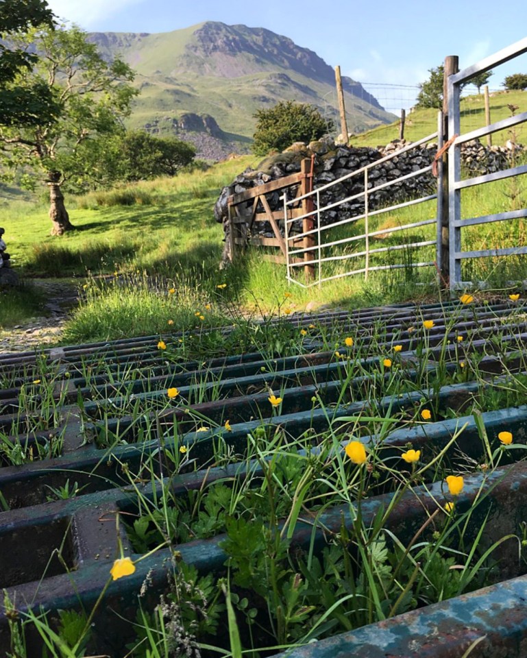 This amazing snap of Snowdonia focuses on buttercups growing through a cattle grid against a mountainous backdrop